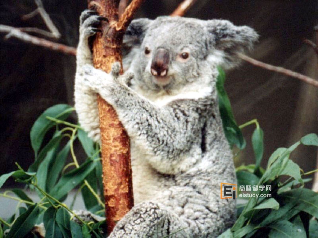 澳洲留学
