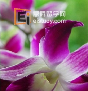 胡姬花 ( 兰花 )