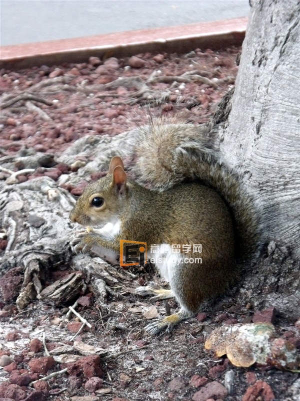 美国留学生活的环境