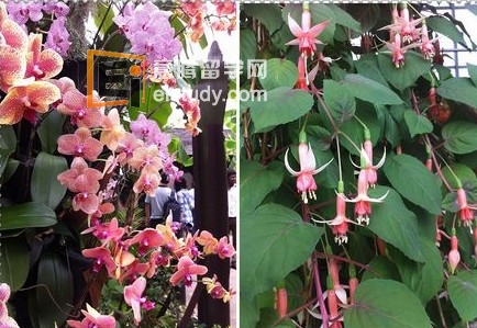 新加坡文化