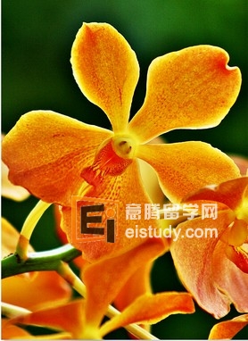20130216042242587 新加坡武吉知马小学校花是什么样子