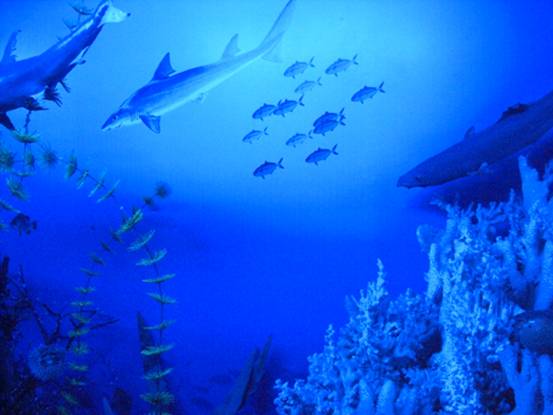 澳洲留最受欢迎的专业 澳洲留最受欢迎的专业